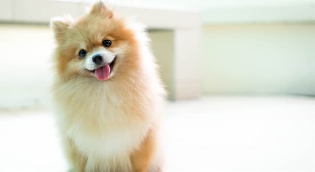 Natur Wissensfrage: Wenn wir von Hunden sprechen, was genau ist ein Mischling?