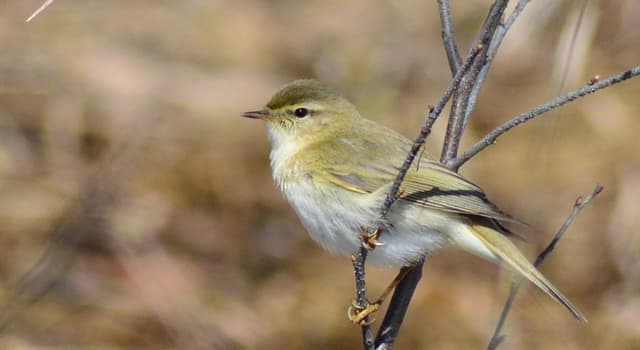Nature Trivia Question: What do leaf warblers eat?