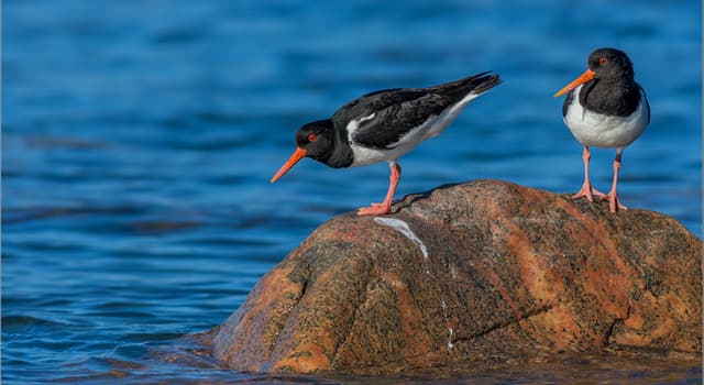Nature Trivia Question: What does the Eurasian oystercatcher feed on?