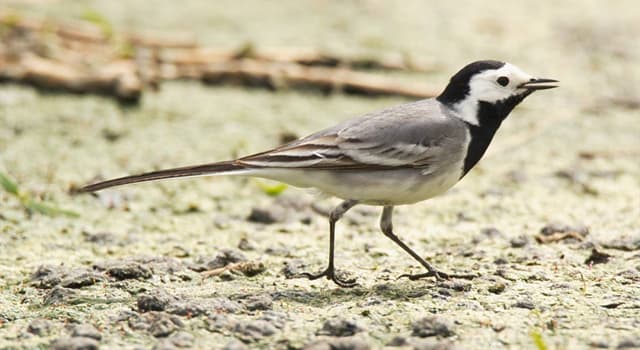 Nature Trivia Question: What do wagtails feed on?