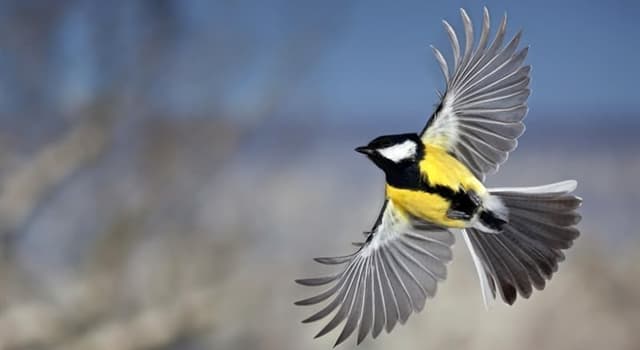 Nature Trivia Question: What is a regular seasonal movement of birds, often from north to south called?