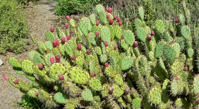 Nature Trivia Question: What is the common name for 'Opuntia', a genus of cacti that produces fruit?