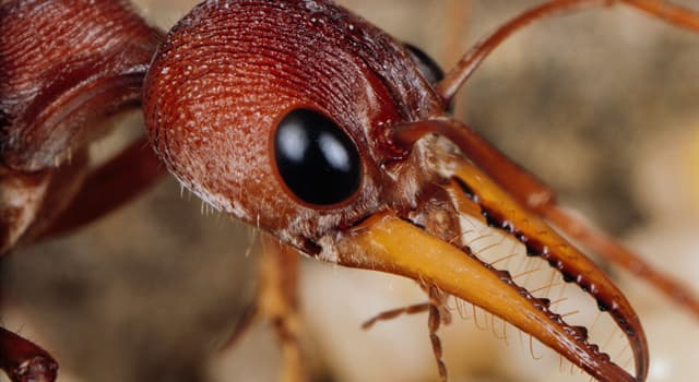 Nature Trivia Question: What is the life span of a queen ant?