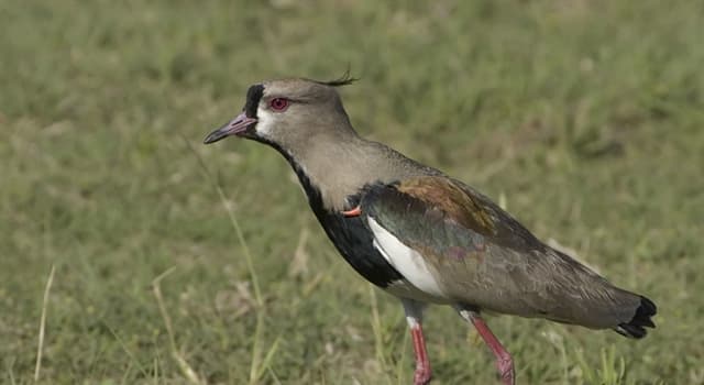 Nature Trivia Question: What is the Southern Lapwing known for?