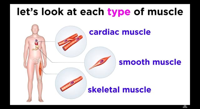 Science Trivia Question: Where in the human body will you find your corrugator supercilii muscle?