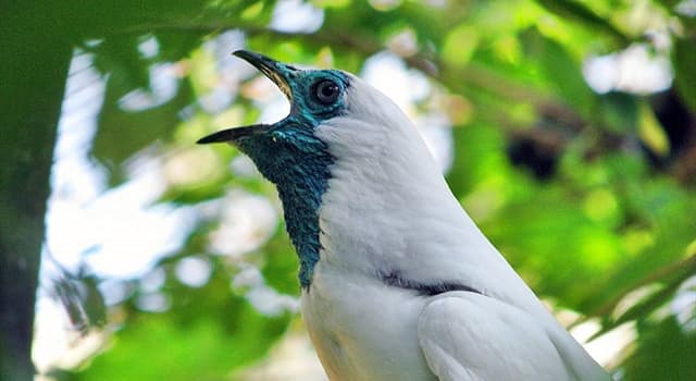 自然 小問題：圖片中是哪種鳥?