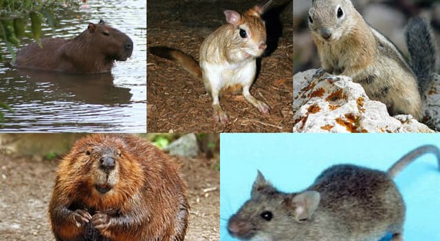 Nature Trivia Question: Which of these animals is not a rodent?