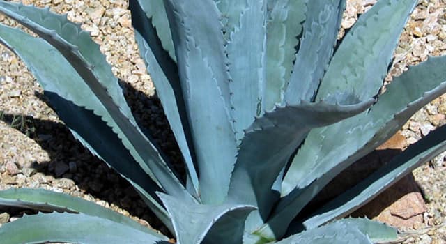 Science Trivia Question: Why is the 'blue agave' an important economic product of Mexico?