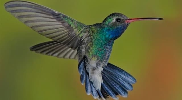 Natur Wissensfrage: Wie viele Flügelschläge pro Minute macht ein Kolibri?