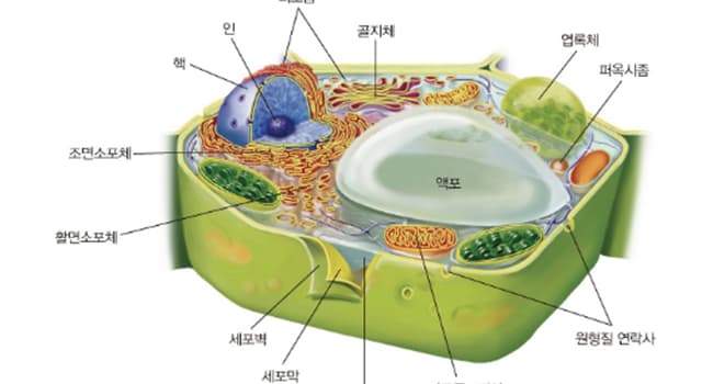 과학 상식 퀴즈: 단백질을 만드는 세포소기관을 무엇이라고 할까요?