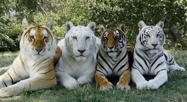 Nature Question: À partir de 2014, quel pays abrite la plus grande population de tigres sauvages au monde ?