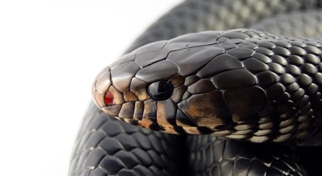 Nature Trivia Question: Which part of their body do snakes use to inject venom?