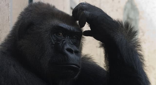 Общество Вопрос: Что такое токипо́на (toki pona)?