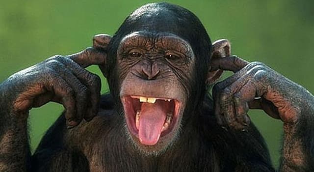 Nature Question: Combien de dents un chimpanzé adulte possède-t-il  ?