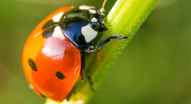 Scienza Domande: Come si chiama la scienza che studia gli insetti?