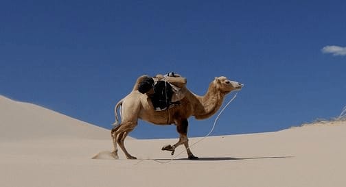 Naturaleza Pregunta Trivia: ¿Cuál de los siguientes animales puede pasar más tiempo que un camello sin beber agua?