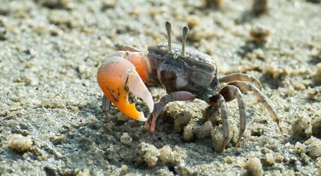 Natuur Trivia Vraag: De mannetjes van welke krab hebben twee verschillende scharen?