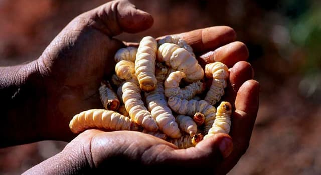 natura Pytanie-Ciekawostka: Gdzie znajdziesz larwy owadów o nazwie "witchetty grub"?