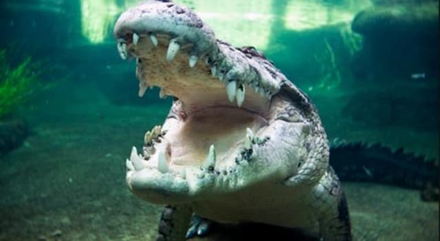 Natuur Trivia Vraag: Hoe lang kan een zoutwaterkrokodil zijn adem onder water inhouden?