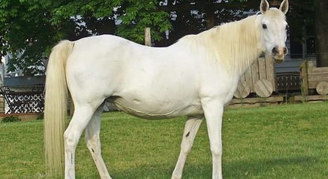 Natuur Trivia Vraag: Hoe wordt een vrouwelijk paard van ouder dan 5 jaar genoemd?