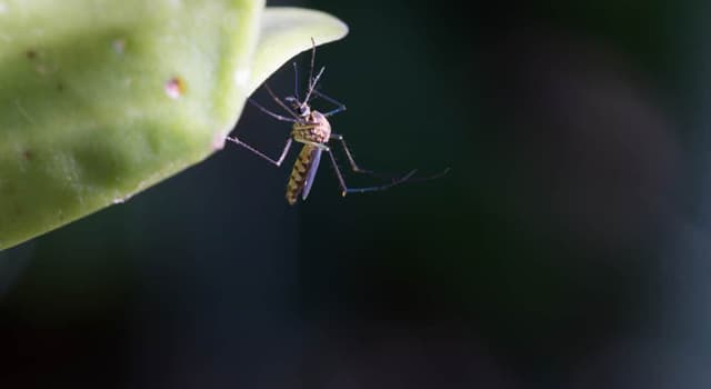 Natuur Trivia Vraag: Hoeveel antennes hebben muggen?