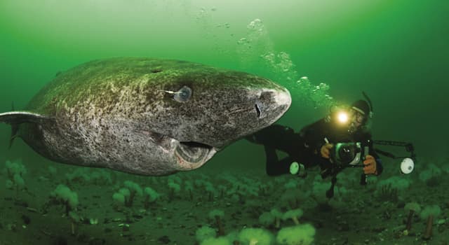 Nature Trivia Question: How long can a Greenland shark live?