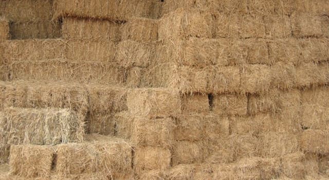 Cultura Domande: In agricoltura, quale parola di usa per descrivere il fascio di fieno o di paglia un certo peso?