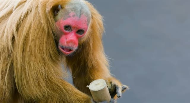 Natuur Trivia Vraag: In welk land leeft de gewone oeakari?