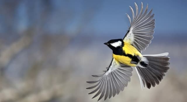 natura Pytanie-Ciekawostka: Jak nazywa się sezonowe przemieszczanie się ptaków zwykle z północy na południe?