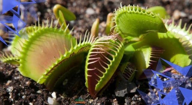 Doğa Trivia Sorusu: Fotoğrafta Gösterilen Bitkinin Adı Nedir?