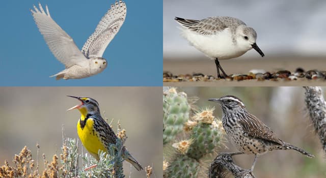 natura Pytanie-Ciekawostka: Które ptaki z rzędu Cuculiformes często składają jaja w gniazdach innych gatunków?