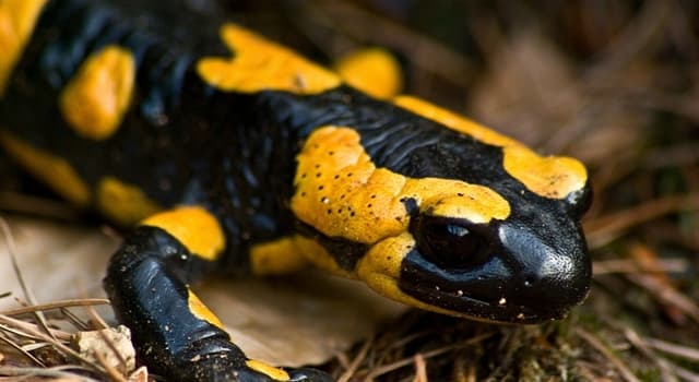 Nature Question: La salamandre appartient à la classe :