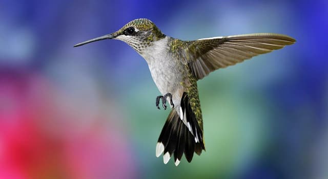 Nature Question: Lequel d'entre eux, les colibris mangent-ils ?