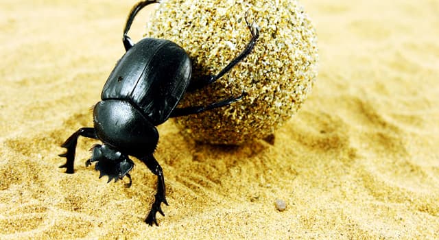Nature Question: Lequel de ces scarabées est un scarabée sacré ?