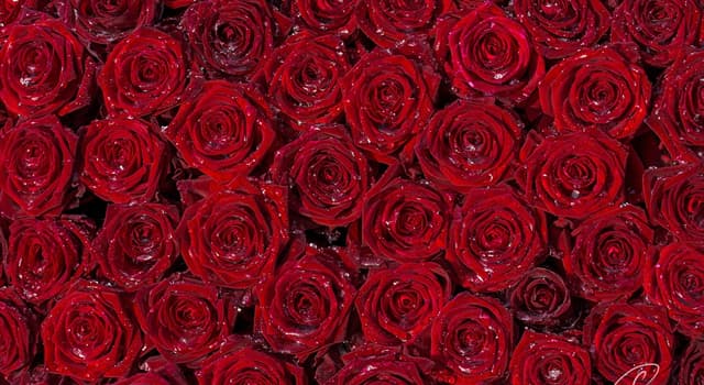 Культура Запитання-цікавинка: «Мільйон троянд» - це чия пісня?