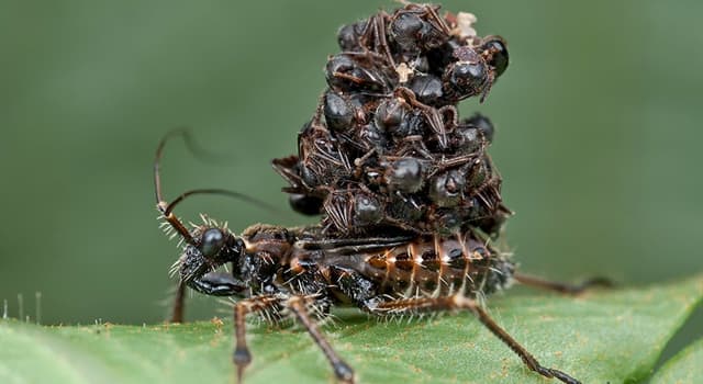 自然 小問題：Myrmecologist研究什麼？