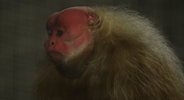 Fundação Grupo Boticário - Esse aí é o Uacari-branco, um primata que chama  muito a atenção dos moradores e visitantes da Amazônia por causa da sua  cabeça avermelhada e quase sem pelos.