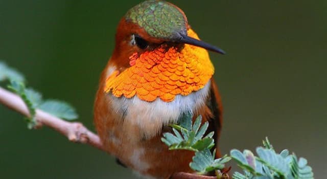Natura Domande: Quanto pesa un colibrì medio?