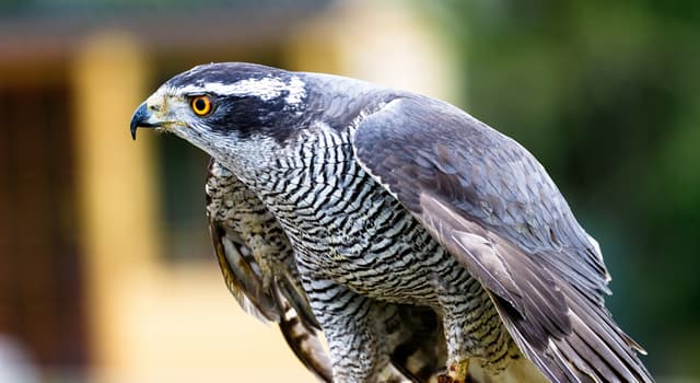 Nature Question: Quel est le plus gros faucon ?