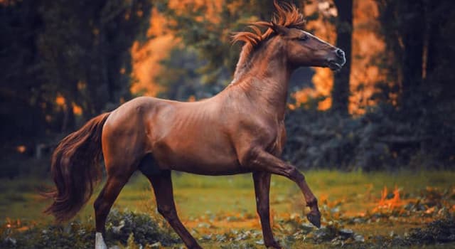Culture Question: Quel personnage de fiction avait un cheval nommé Rocinante ?