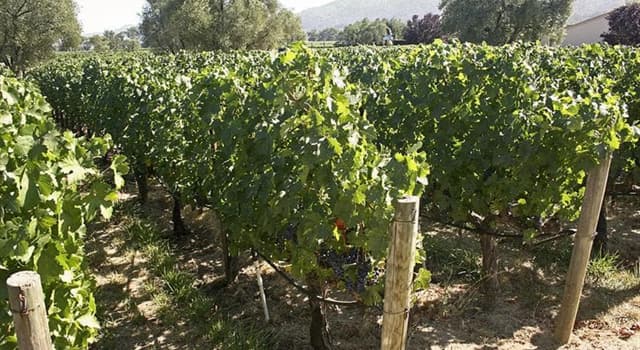 Culture Question: Quel vin fort tire son nom d'une ville du nord du Portugal ?