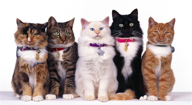 Culture Question: Quels chats ont généralement été considérés comme un symbole de mauvais présage ?