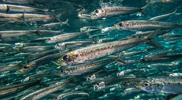 природа Запитання-цікавинка: Сардина - промислове назва скількох пологів риб?