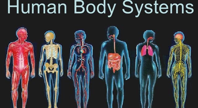 Wetenschap Trivia Vraag: Spondylitis is een aandoening van welk onderdeel van je lichaam?