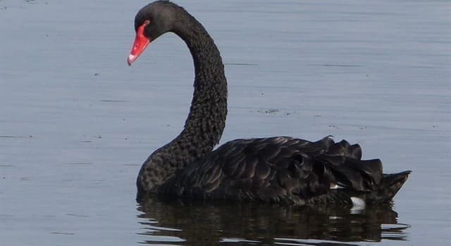 Nature Trivia Question: The black swan is indigenous to which country?
