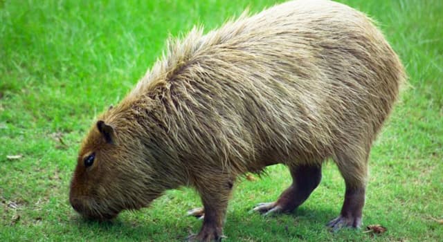 Natuur Trivia Vraag: Waar komt de capibara vandaan?