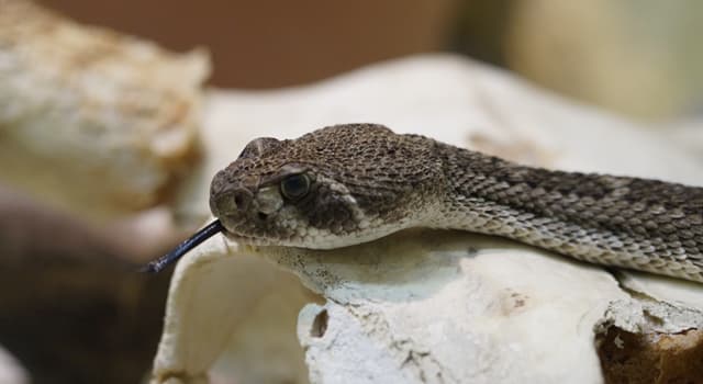 Natuur Trivia Vraag: Waar zit de ratel van de ratelslang?