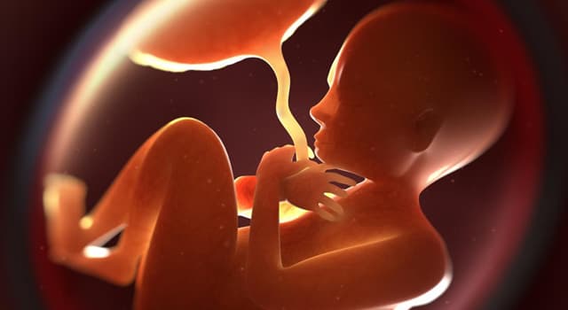 Wetenschap Trivia Vraag: Waarmee wordt een foetus verbonden met de placenta?