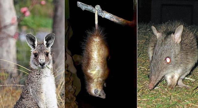 Natuur Trivia Vraag: Wat is karakteristiek aan de buideldier?