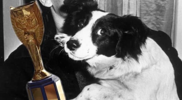 Sport Trivia Vraag: Wat was de naam van de hond die in 1966 de gestolen wisselbeker Coupe Jules Rimet terugvond?